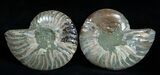 / Inch Polished Ammonite (Pair) #1978-2